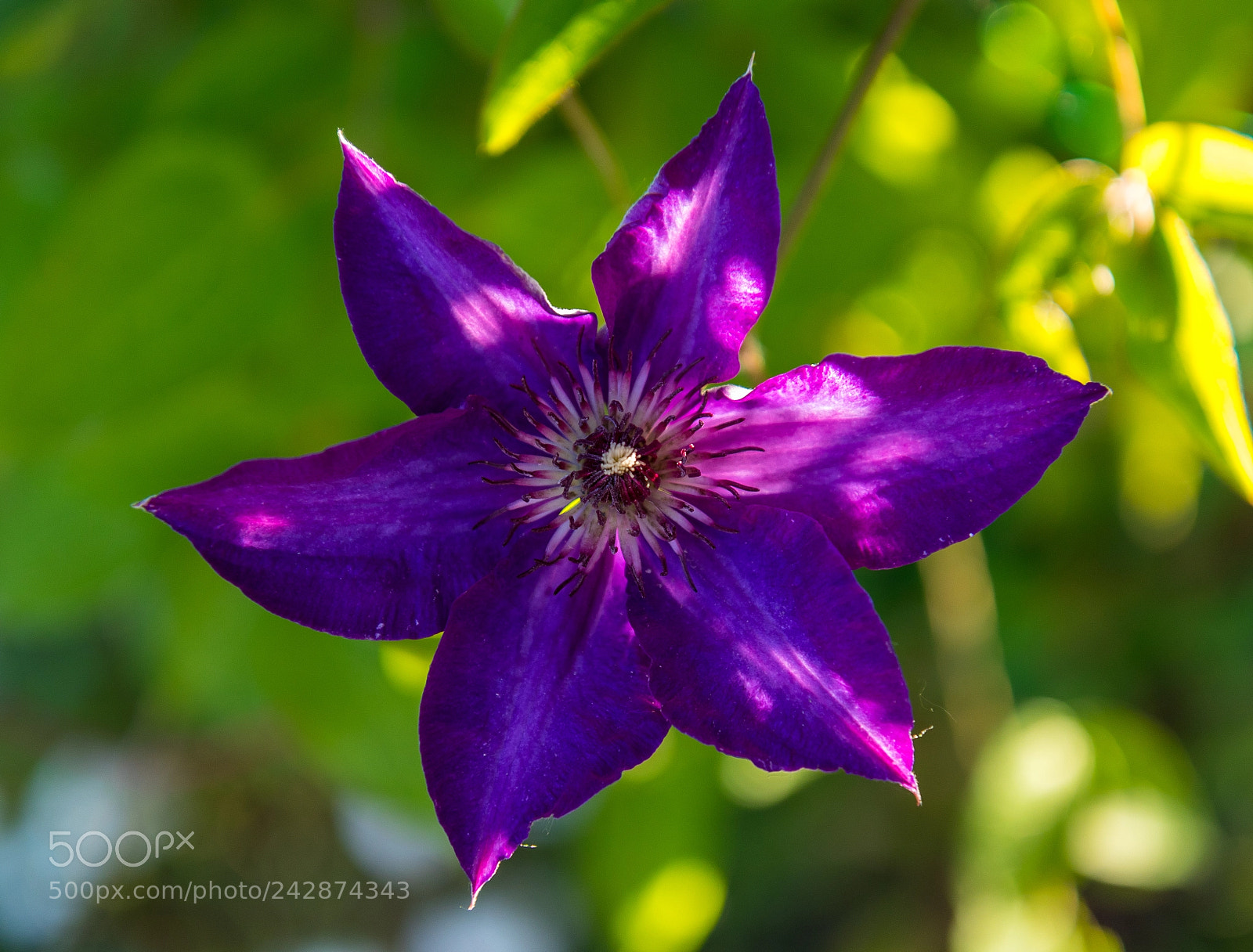 Canon EOS 7D Mark II sample photo. Pink photography