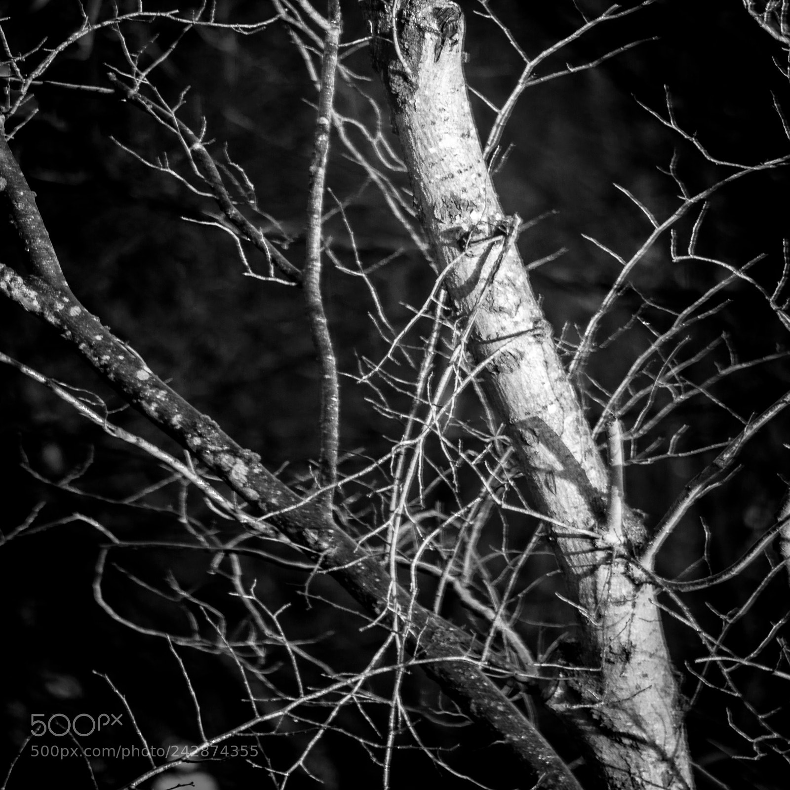 Nikon D7200 sample photo. Winter trees photography
