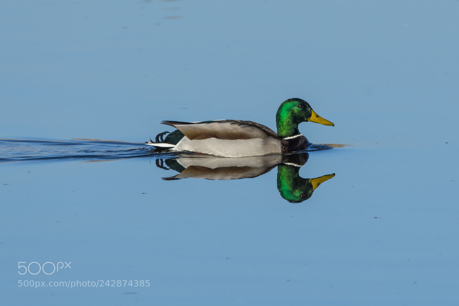 Nikon D7100 sample photo. Mallard photography