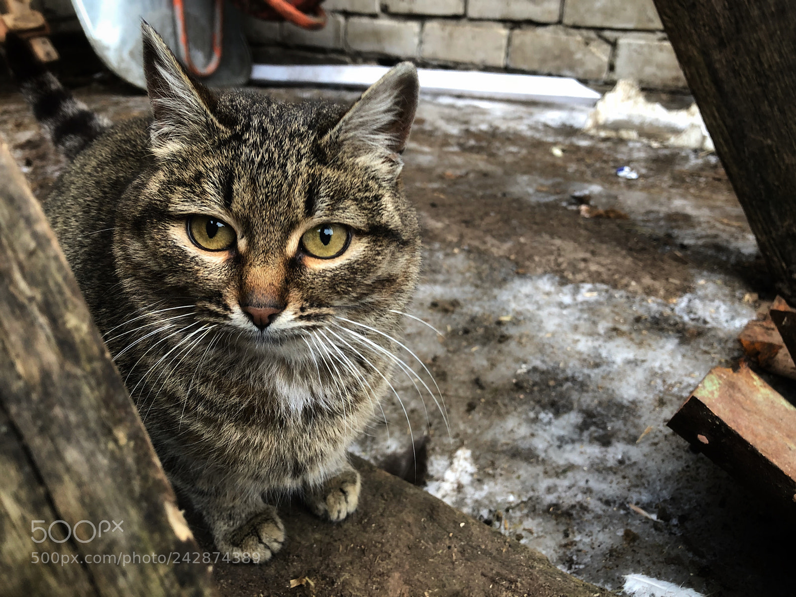 Apple iPhone 8 sample photo. Untitled photography