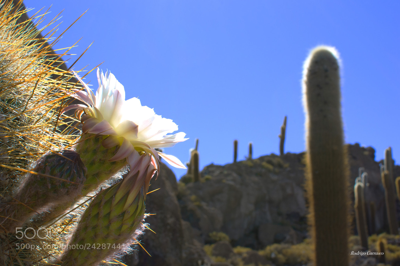 Nikon D7200 sample photo. Cactus flower photography