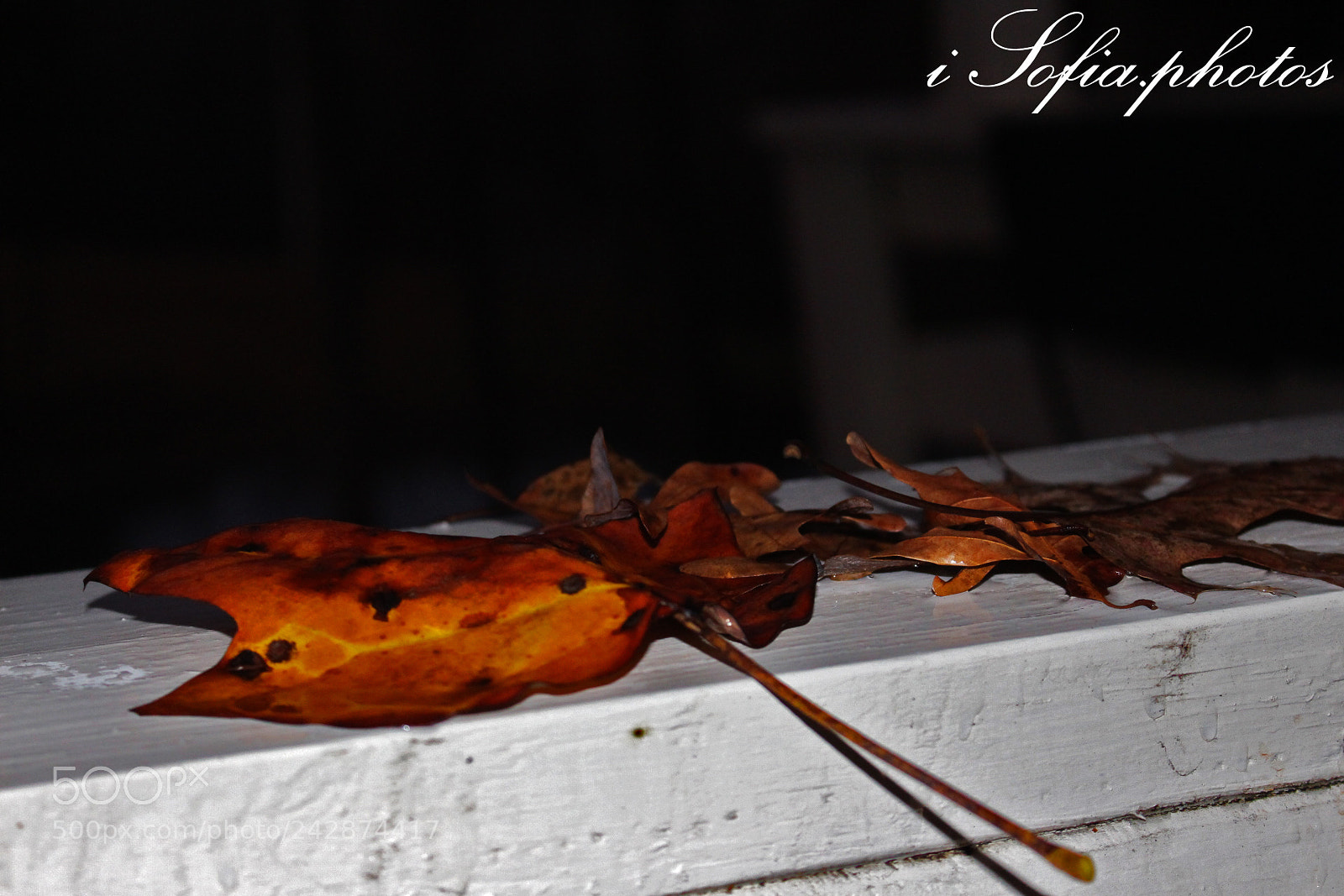 Canon EOS 700D (EOS Rebel T5i / EOS Kiss X7i) sample photo. Img photography