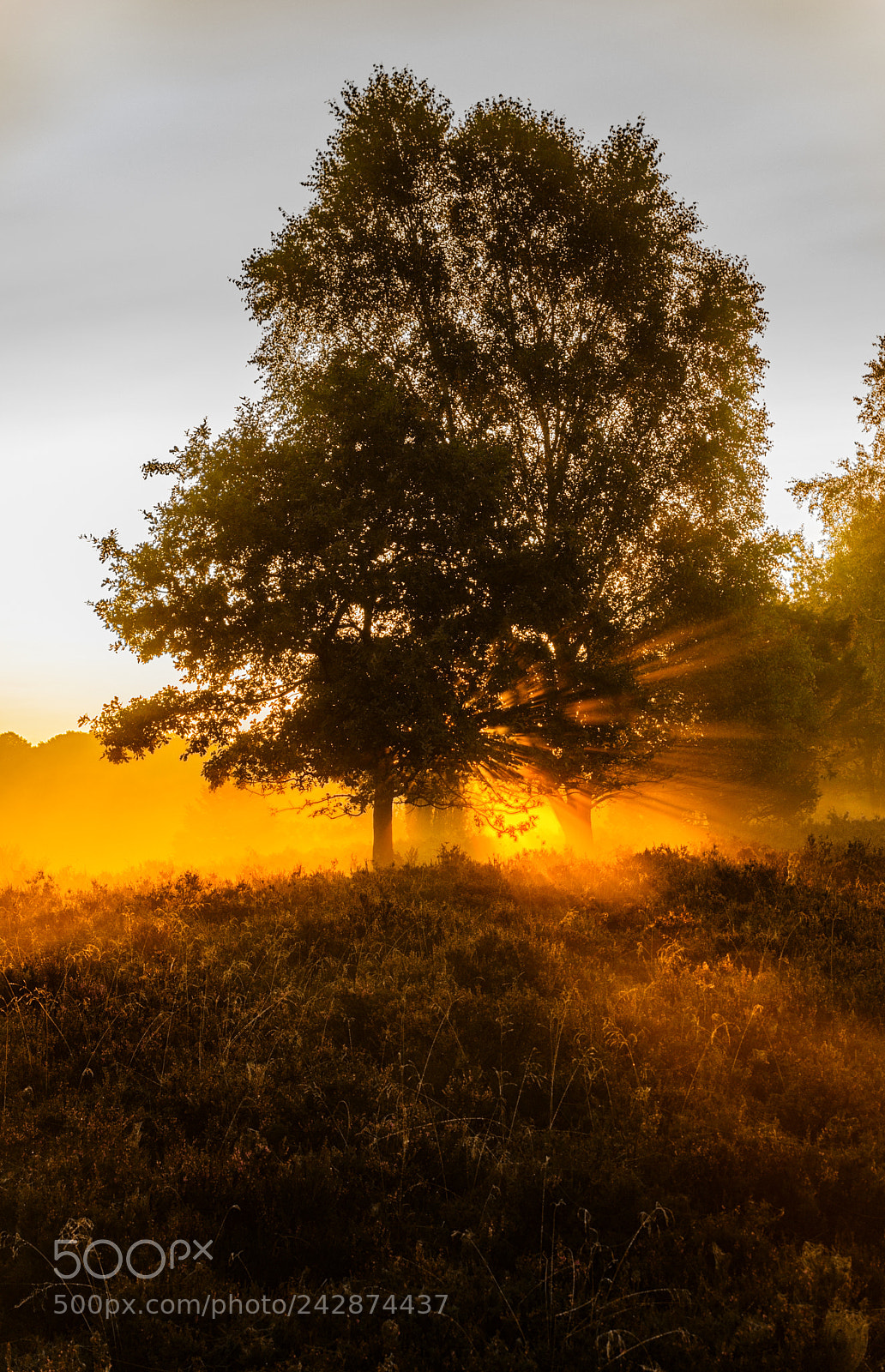 Pentax K-3 II sample photo. Misty sunrise photography