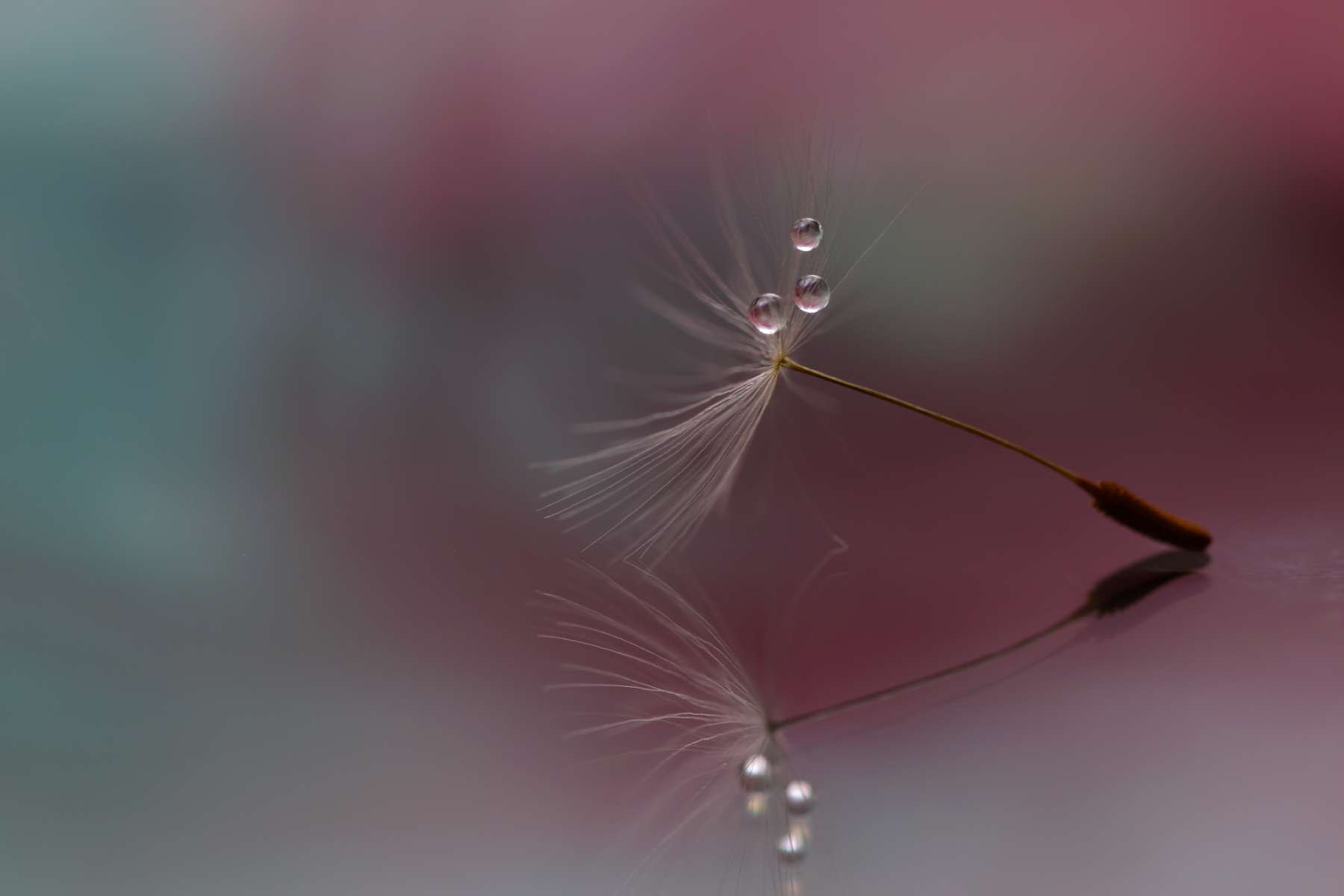 Sigma 105mm F2.8 EX DG OS HSM sample photo. Lost in the fog photography
