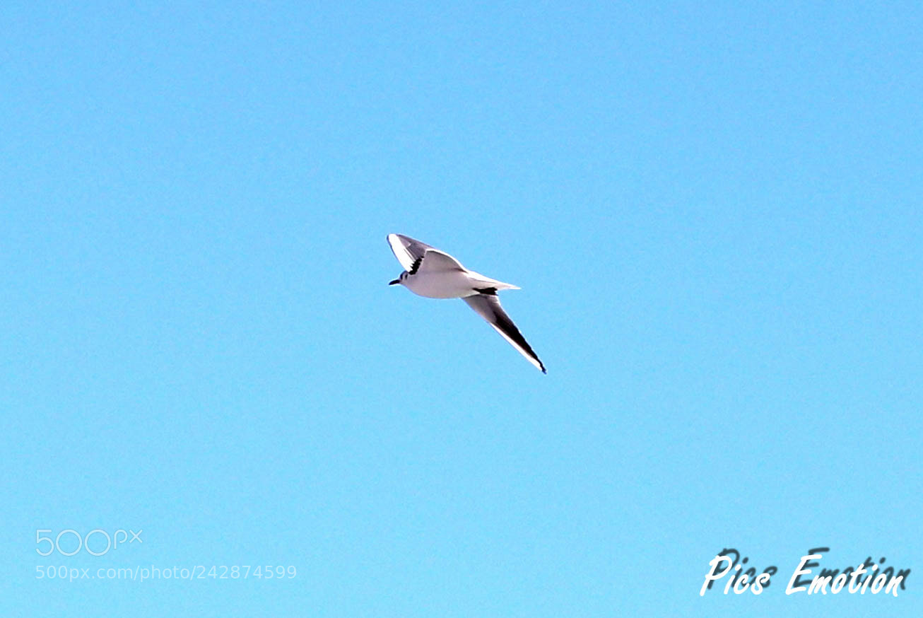 Canon EOS 77D (EOS 9000D / EOS 770D) sample photo. Nice, seagull photography