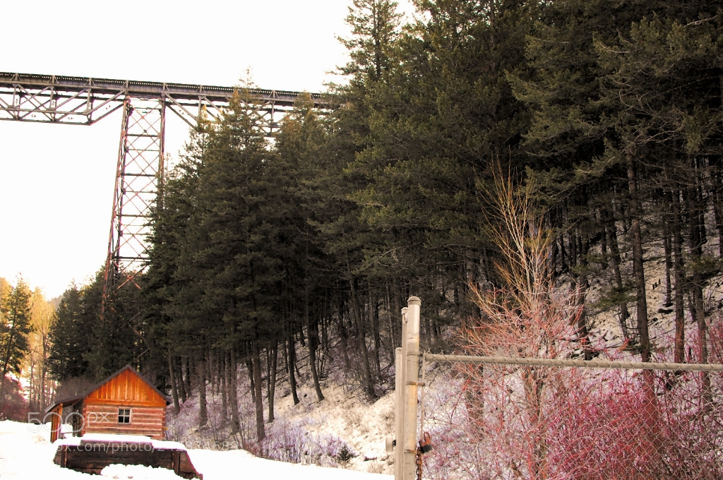 Nikon D40 sample photo. Tressel photography
