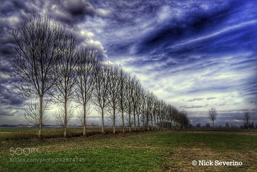 Sony a7R sample photo. Trees photography