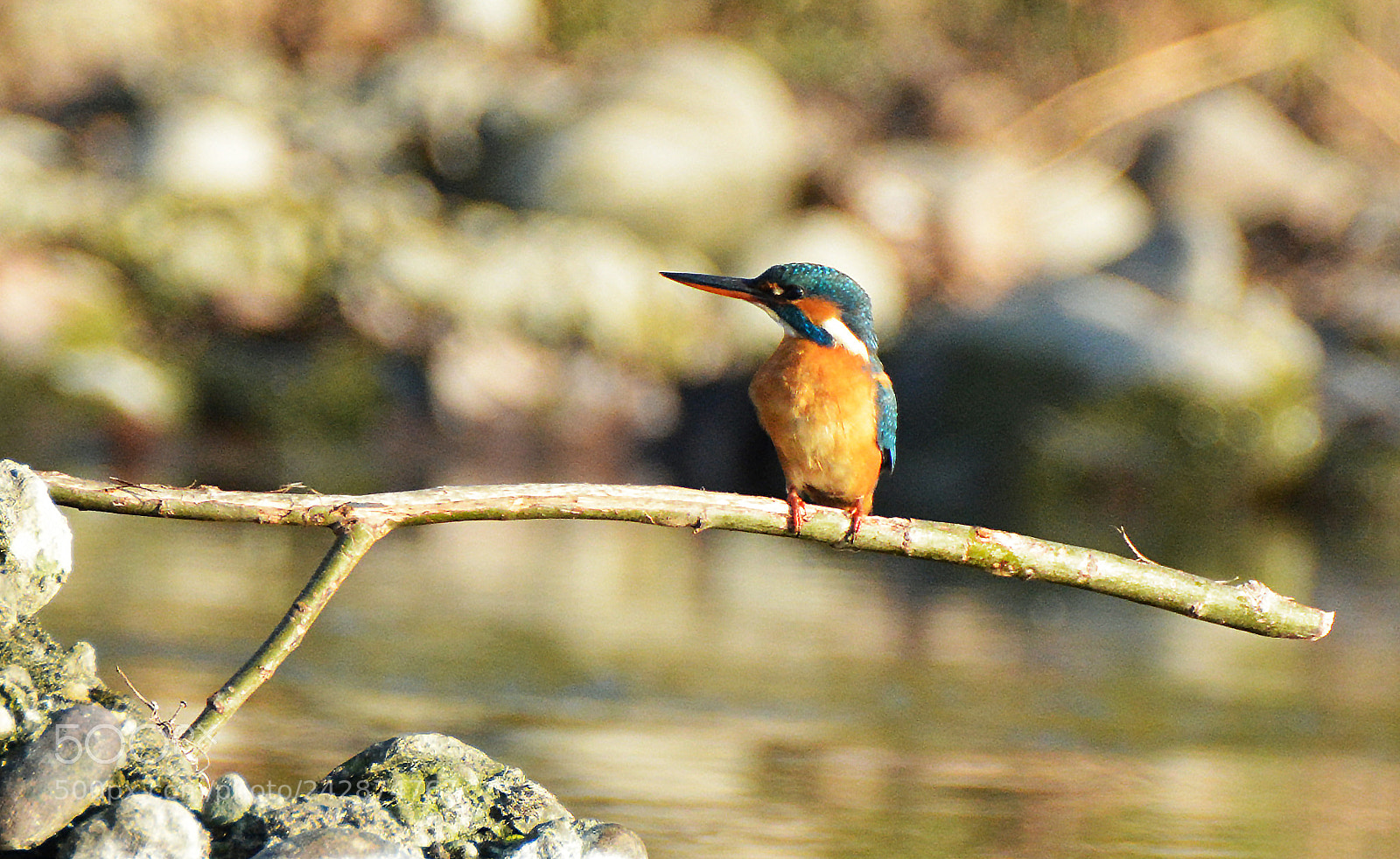 Nikon D7100 sample photo. Kingfisher photography
