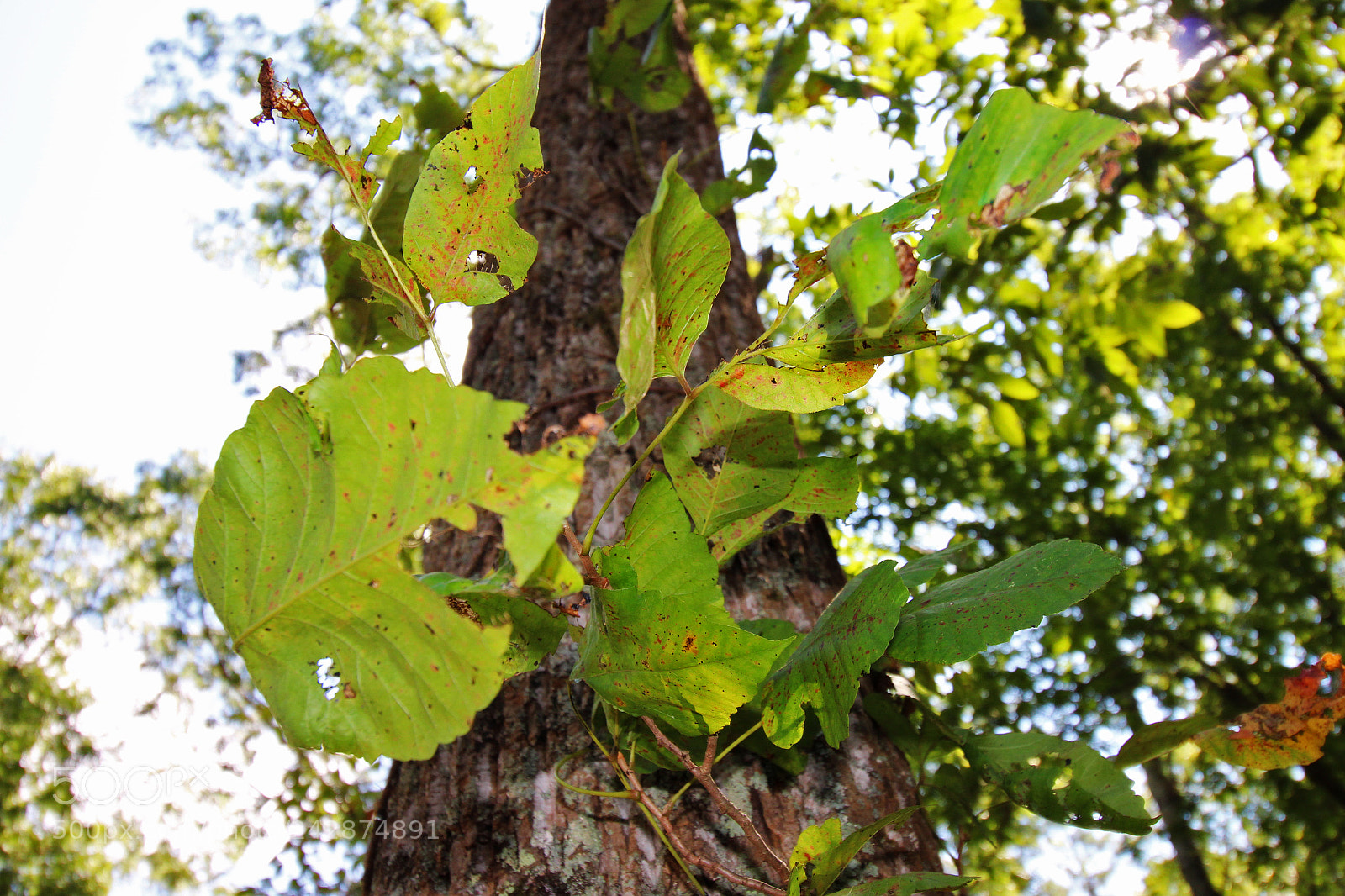 Canon EOS 700D (EOS Rebel T5i / EOS Kiss X7i) sample photo. Img photography