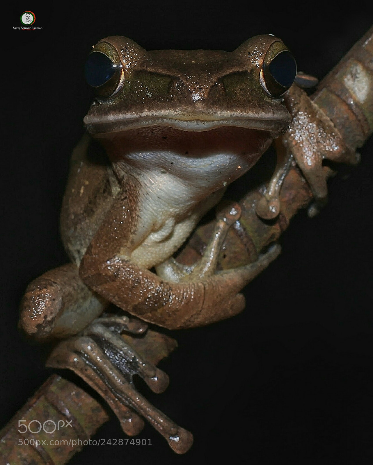 Canon EOS 1100D (EOS Rebel T3 / EOS Kiss X50) sample photo. Frog photography