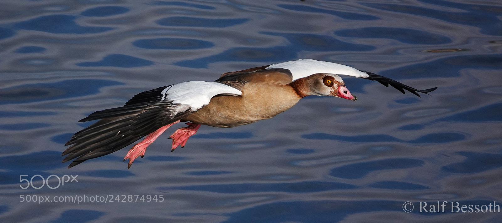 Sony Cyber-shot DSC-RX10 IV sample photo. Nilgoose photography