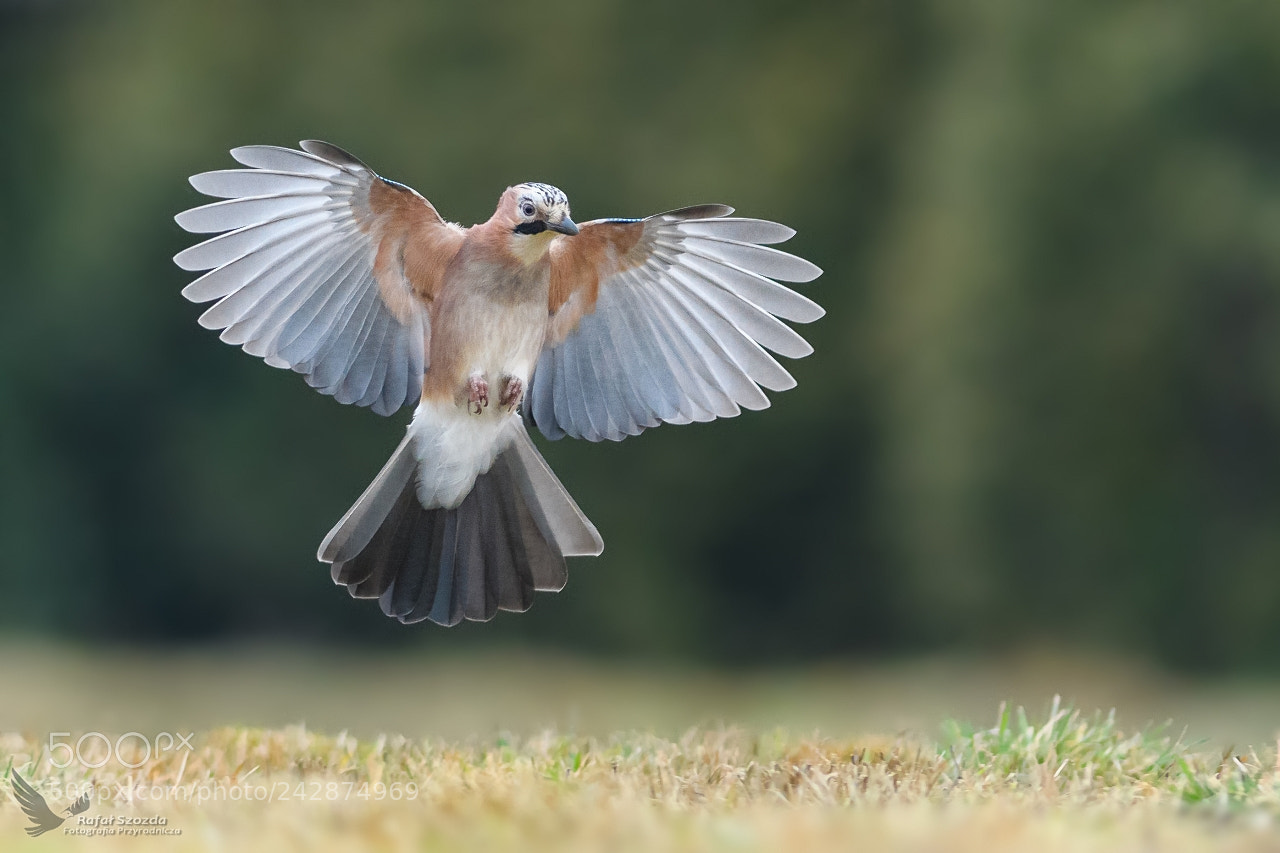 Nikon D500 sample photo. S jka, eurasian jay photography