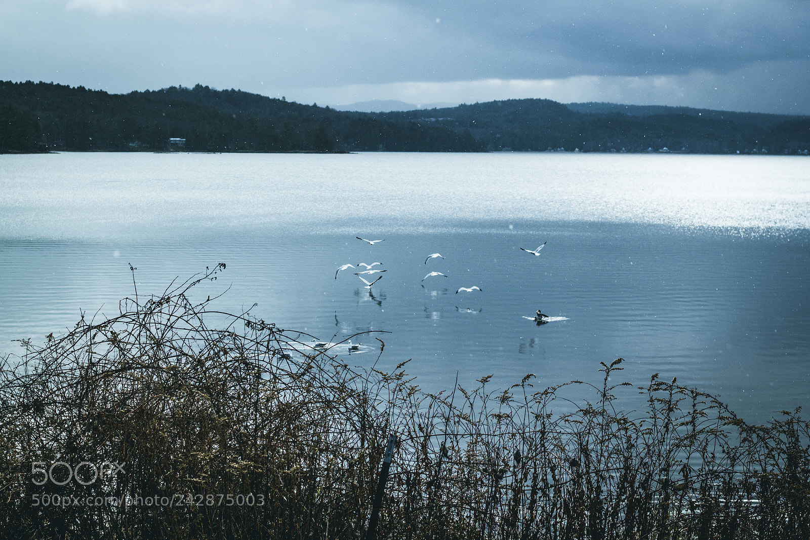 Canon EOS 550D (EOS Rebel T2i / EOS Kiss X4) sample photo. Seagull lake photography