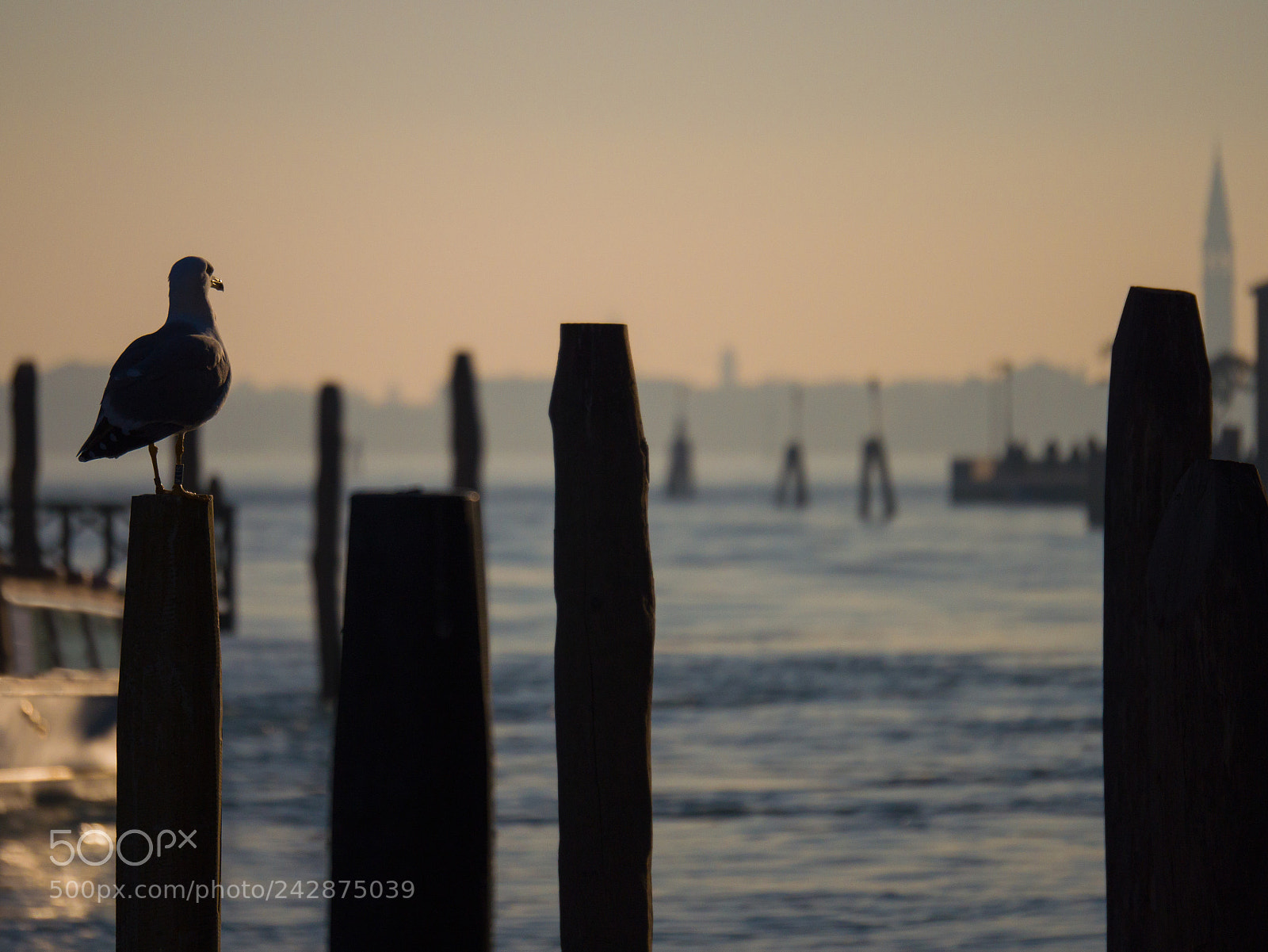 Panasonic Lumix DMC-GX8 sample photo. Gull enjoying the last photography