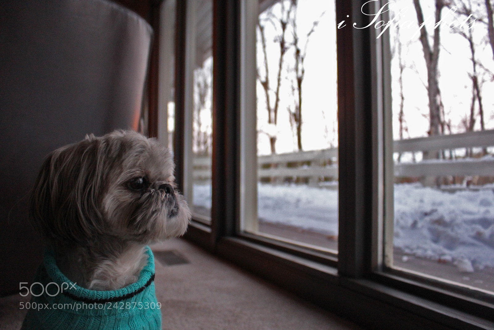 Canon EOS 700D (EOS Rebel T5i / EOS Kiss X7i) sample photo. Img photography