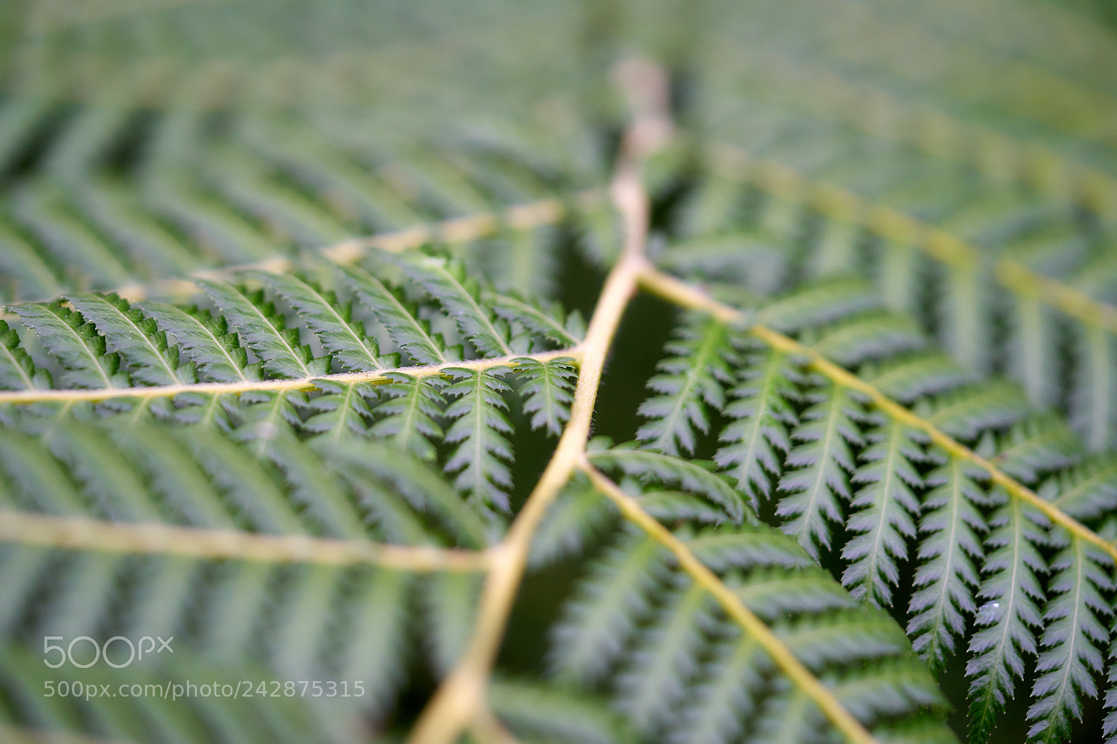 Sony a7 II sample photo. Sharpness photography