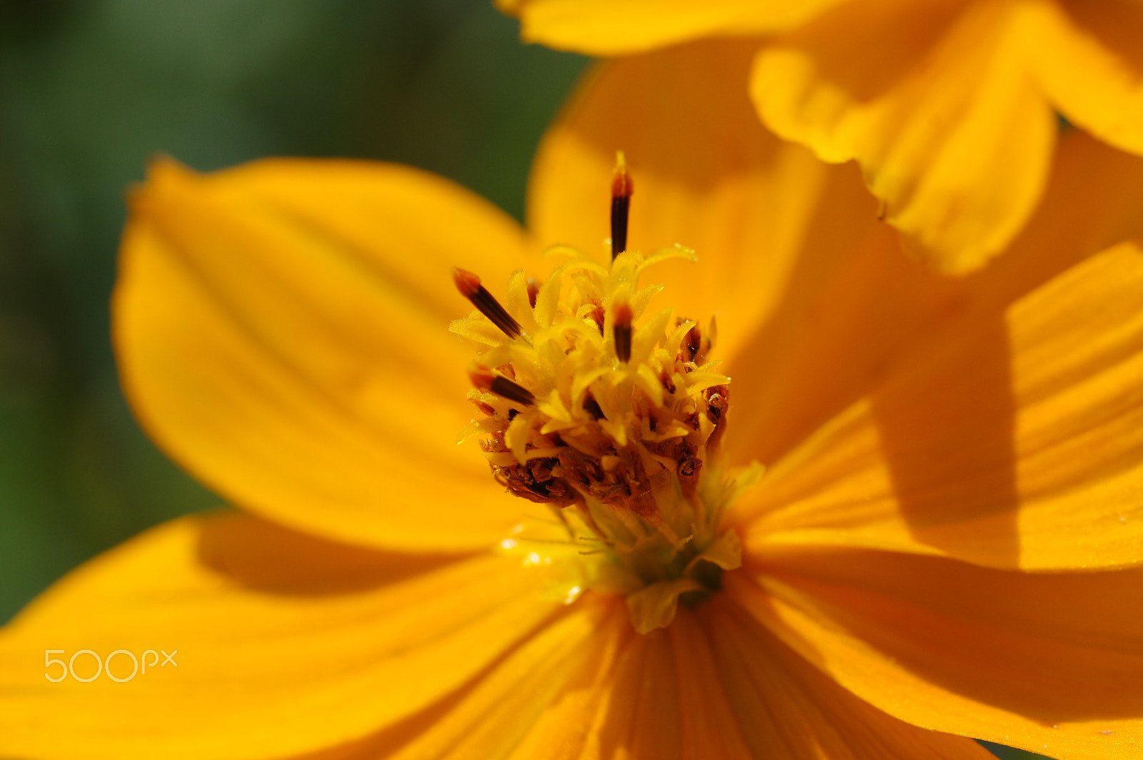Pentax smc D-FA 100mm F2.8 Macro WR sample photo. Cosmos sulphureus photography