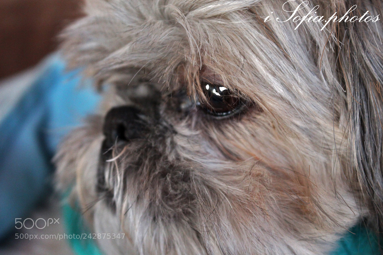 Canon EOS 700D (EOS Rebel T5i / EOS Kiss X7i) sample photo. Img photography