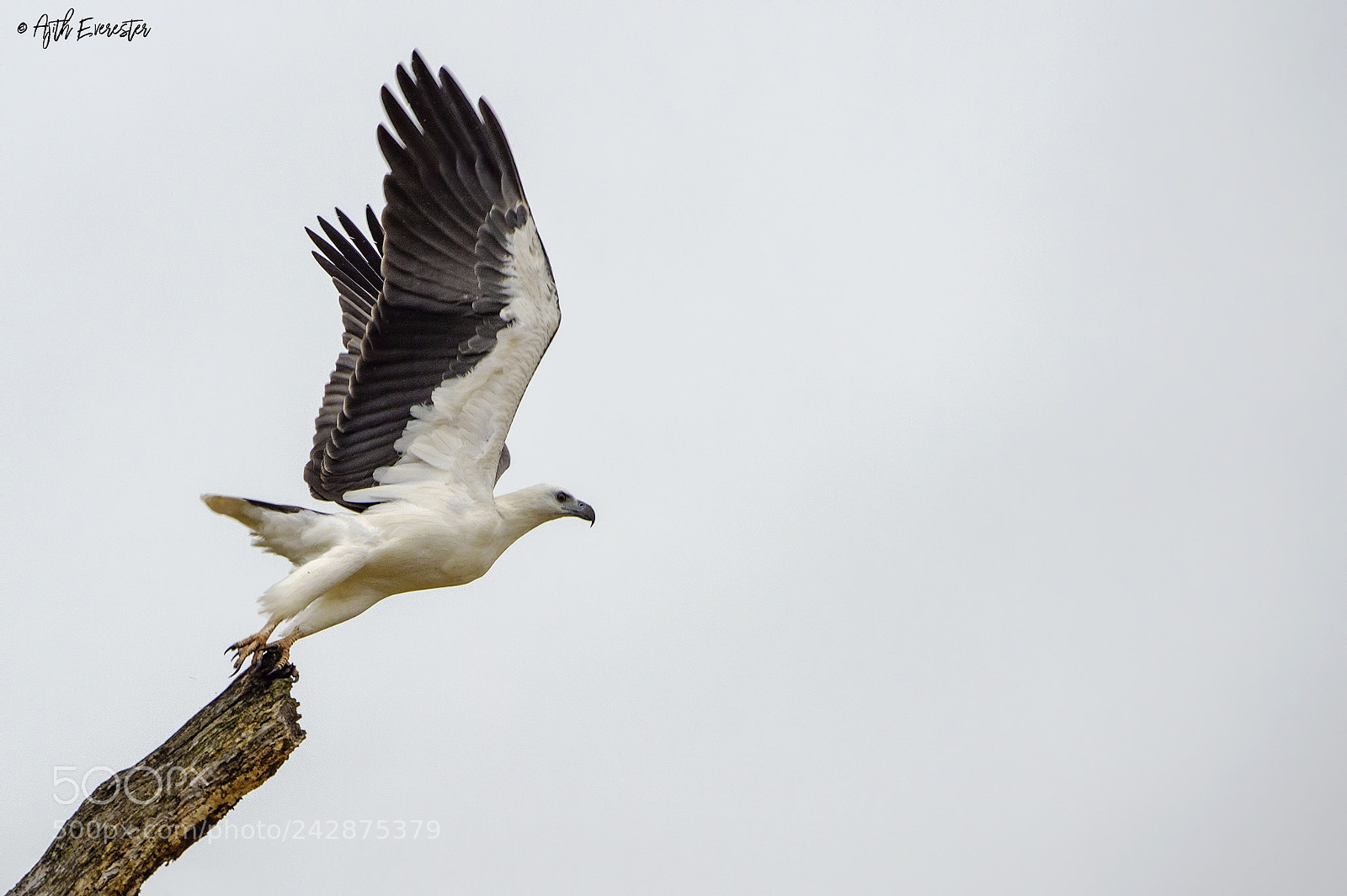 Nikon D4 sample photo. White bellied sea eagle photography