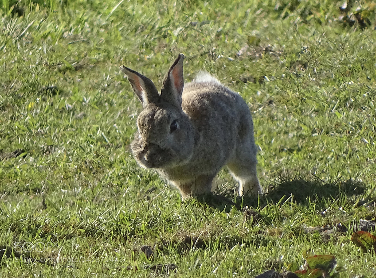Sony Cyber-shot DSC-HX400V sample photo. So cute....? photography