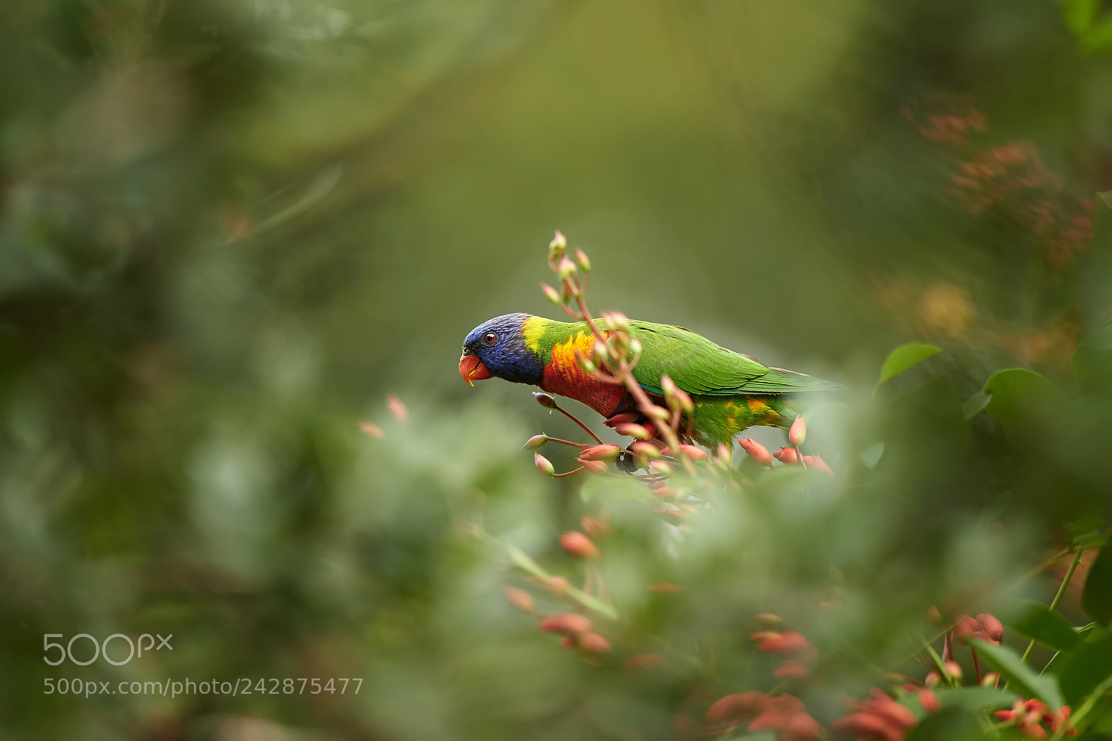 Nikon D500 sample photo. Rainbow lorikeet (trichoglossus moluccanus) photography