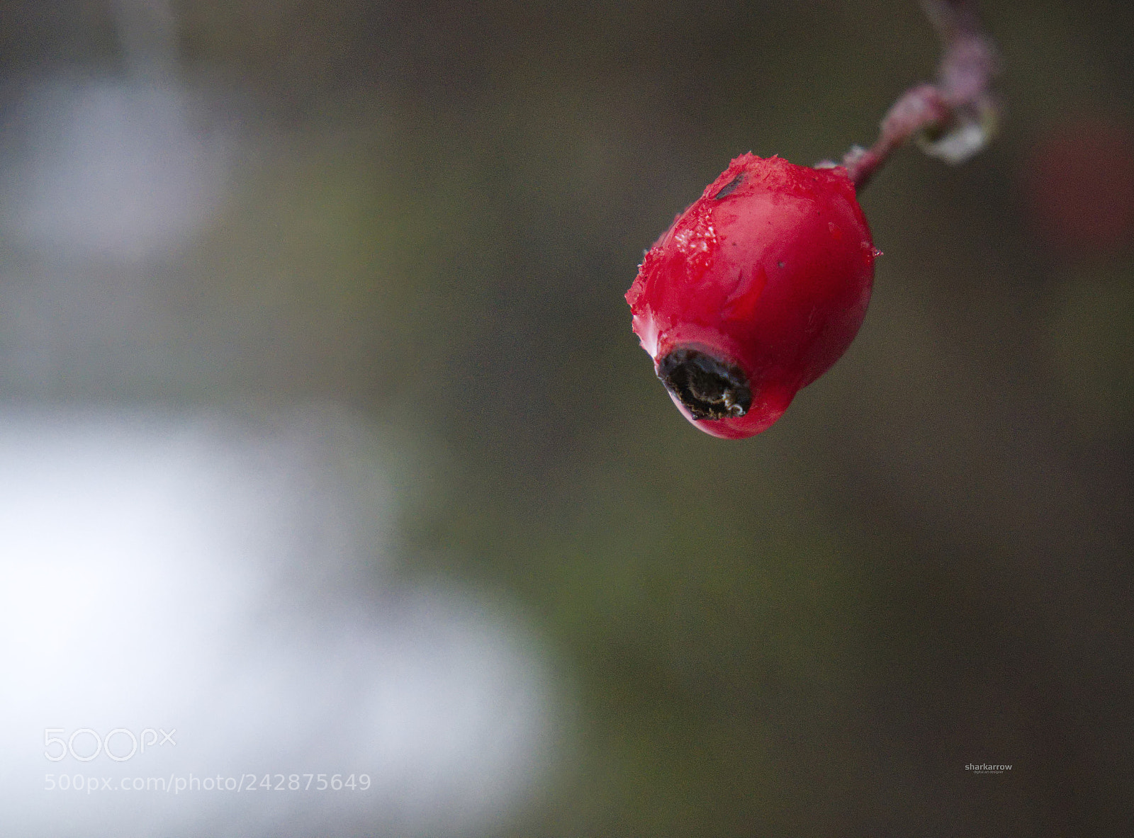 Panasonic Lumix DMC-G7 sample photo. Winter fruit photography