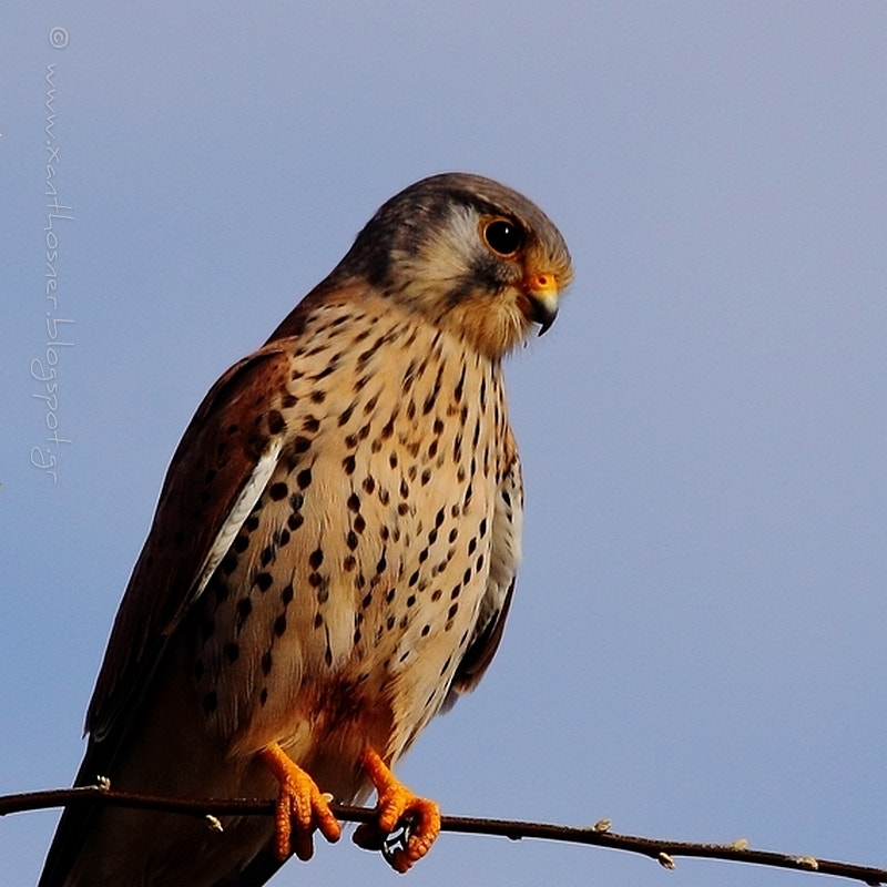 Sigma 150-500mm F5-6.3 DG OS HSM sample photo. Portrait photography