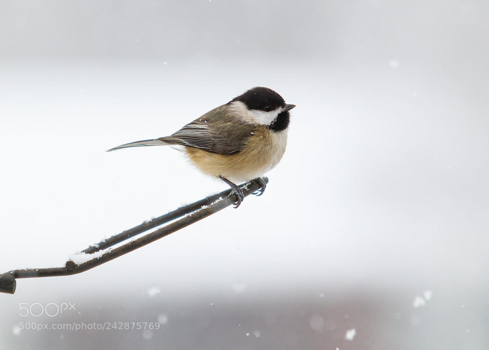 Canon EOS 7D Mark II sample photo. Carolina chickadee photography