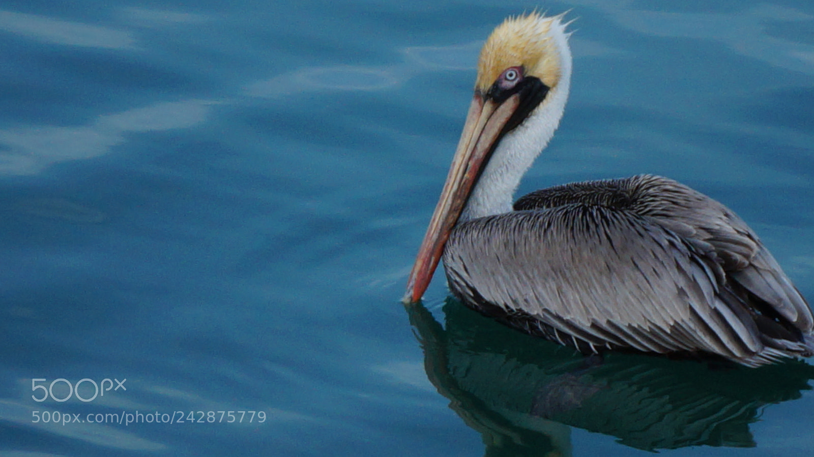 Sony Alpha NEX-3N sample photo. Pelican photography