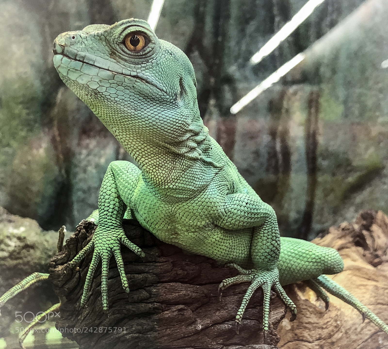 Apple iPhone 8 Plus sample photo. Untitled photography