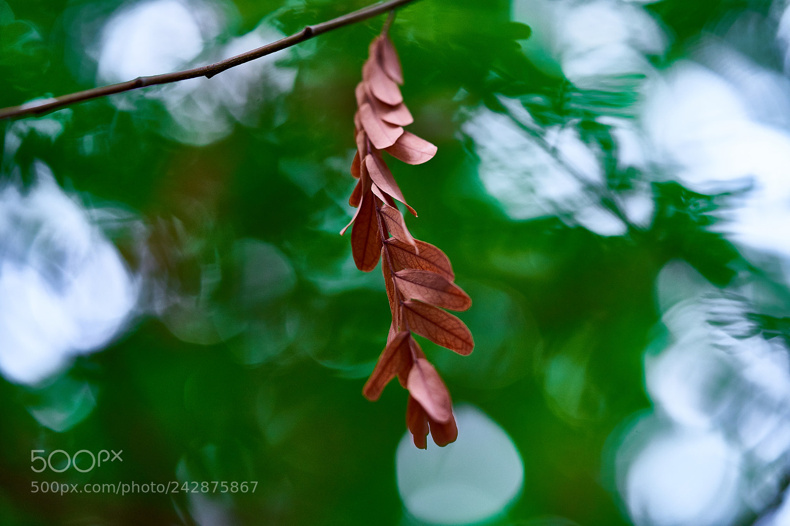 Sony a7 II sample photo. Brown and green photography