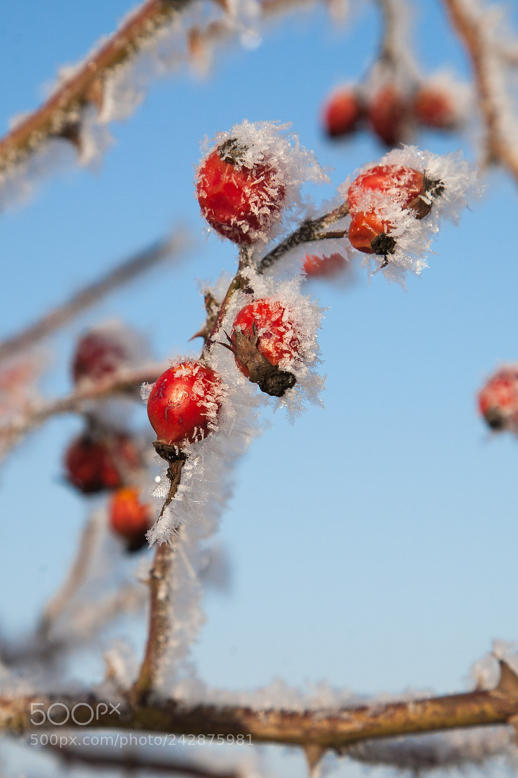 Canon EOS 5D sample photo. Mg photography