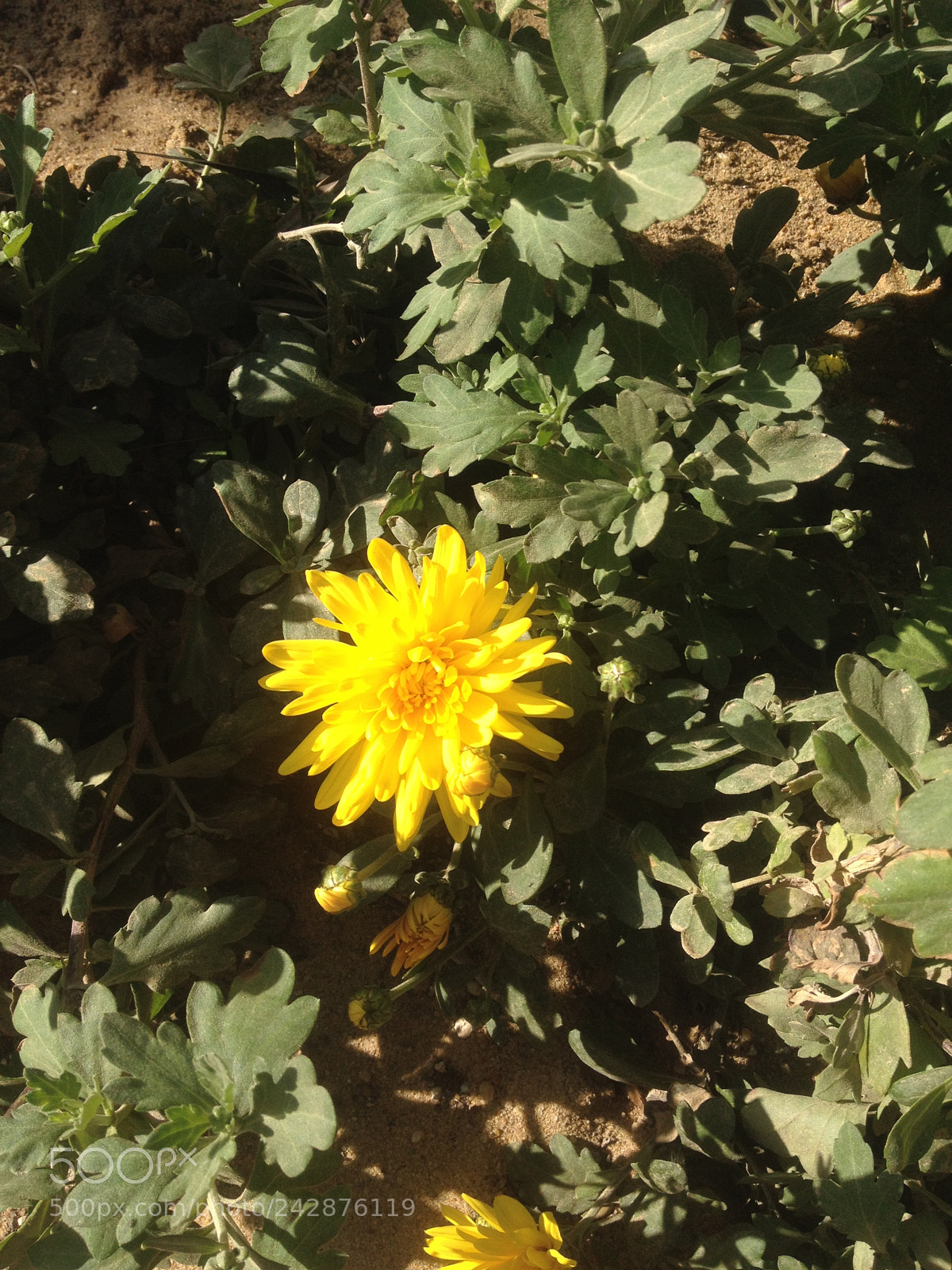 Apple iPhone 4S sample photo. Yellow flower photography