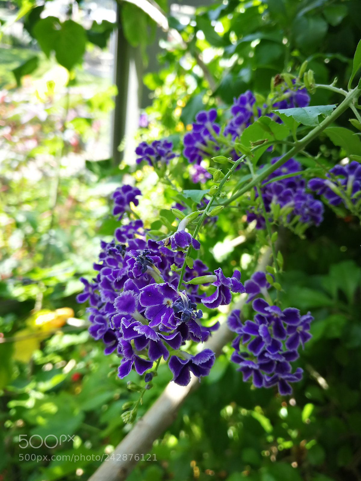 HUAWEI Mate 9 sample photo. Beautiful plant photography