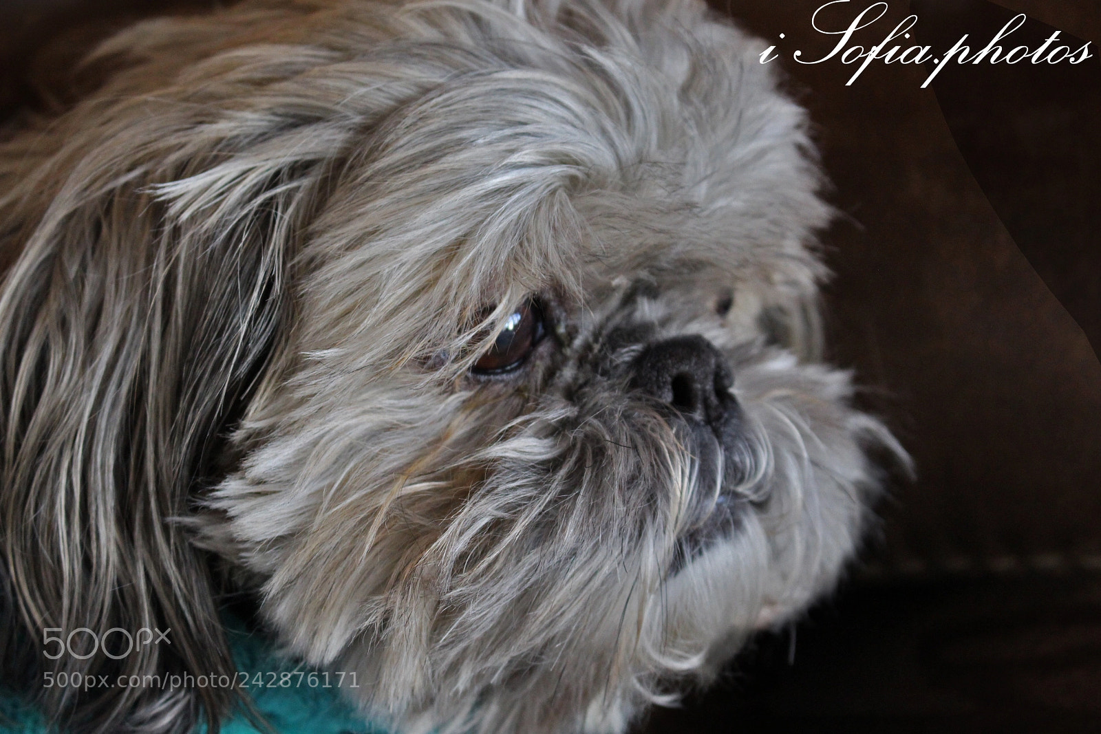 Canon EOS 700D (EOS Rebel T5i / EOS Kiss X7i) sample photo. Elmo photography