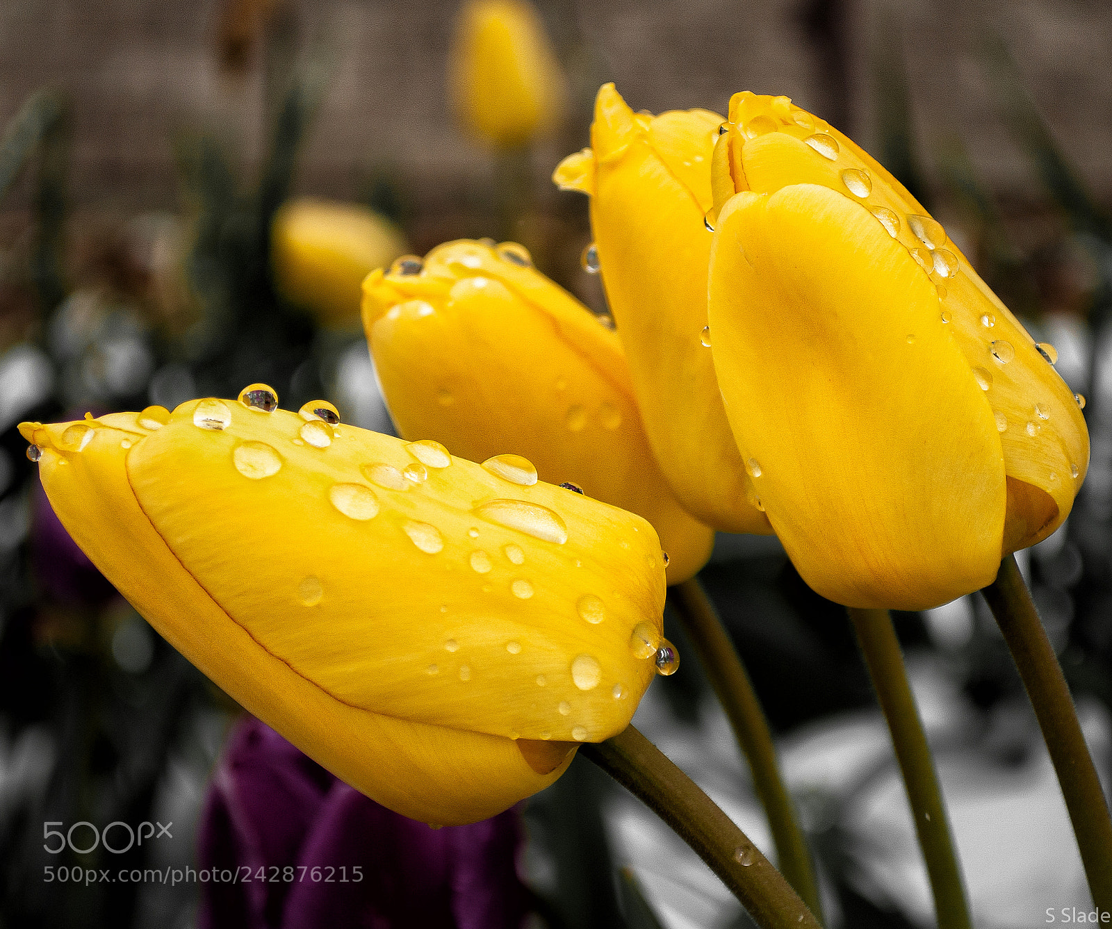 Nikon D5000 sample photo. Water tulips photography