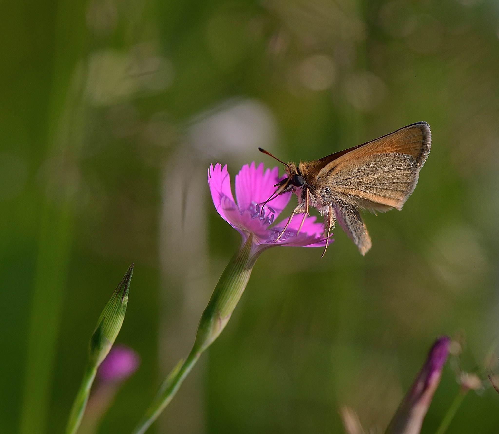 Nikon AF-S Micro-Nikkor 105mm F2.8G IF-ED VR sample photo. Dianthus pratensis.hesperiidae photography