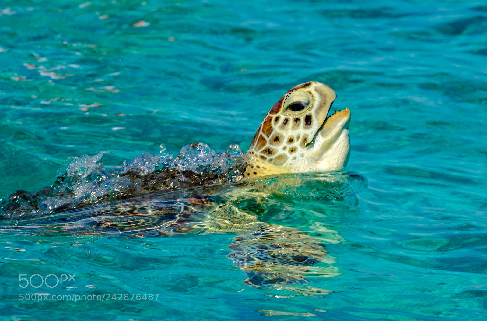 Fujifilm X-T2 sample photo. Turtle photography