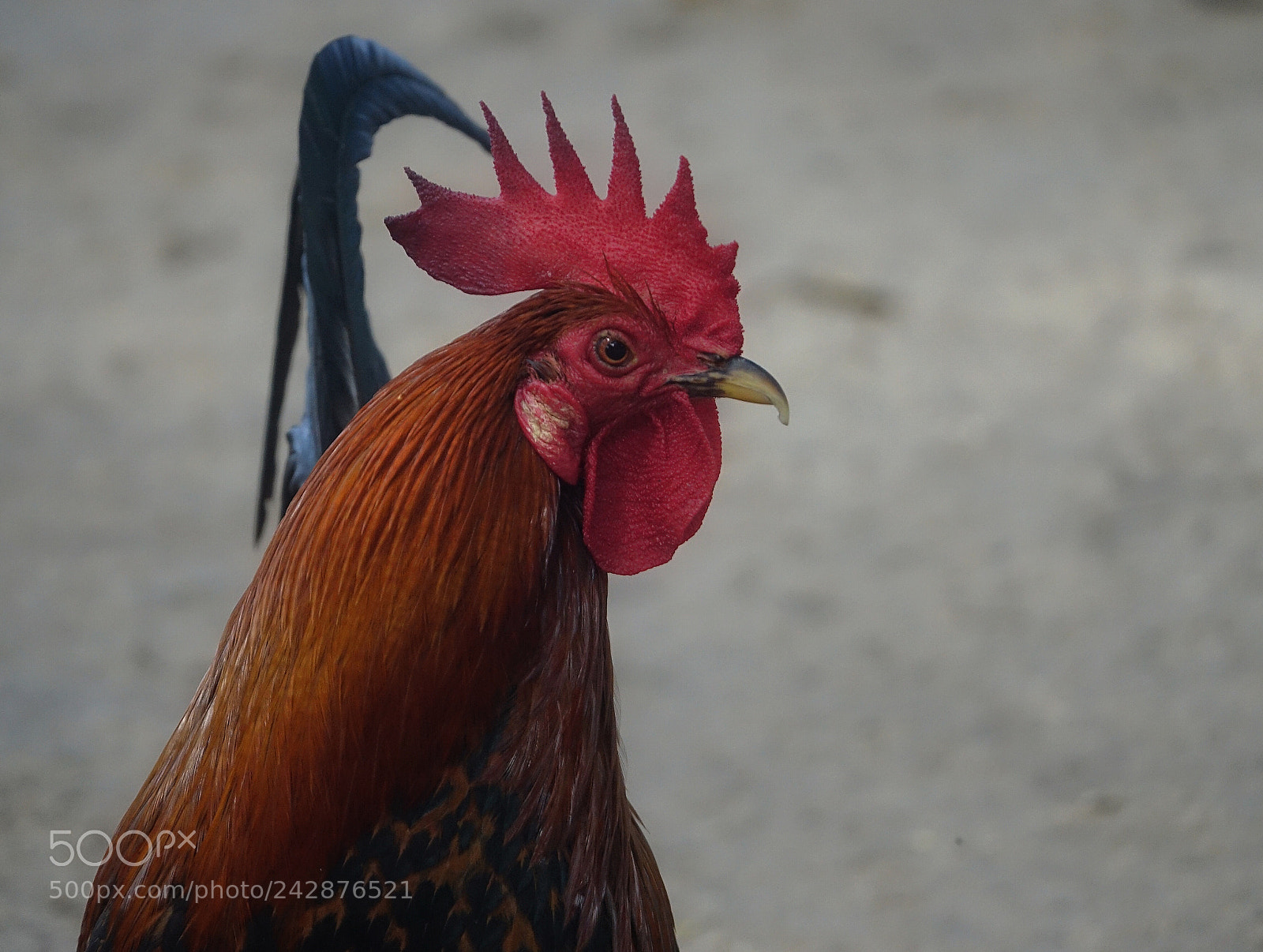 Sony Cyber-shot DSC-RX10 III sample photo. A portrait.. photography
