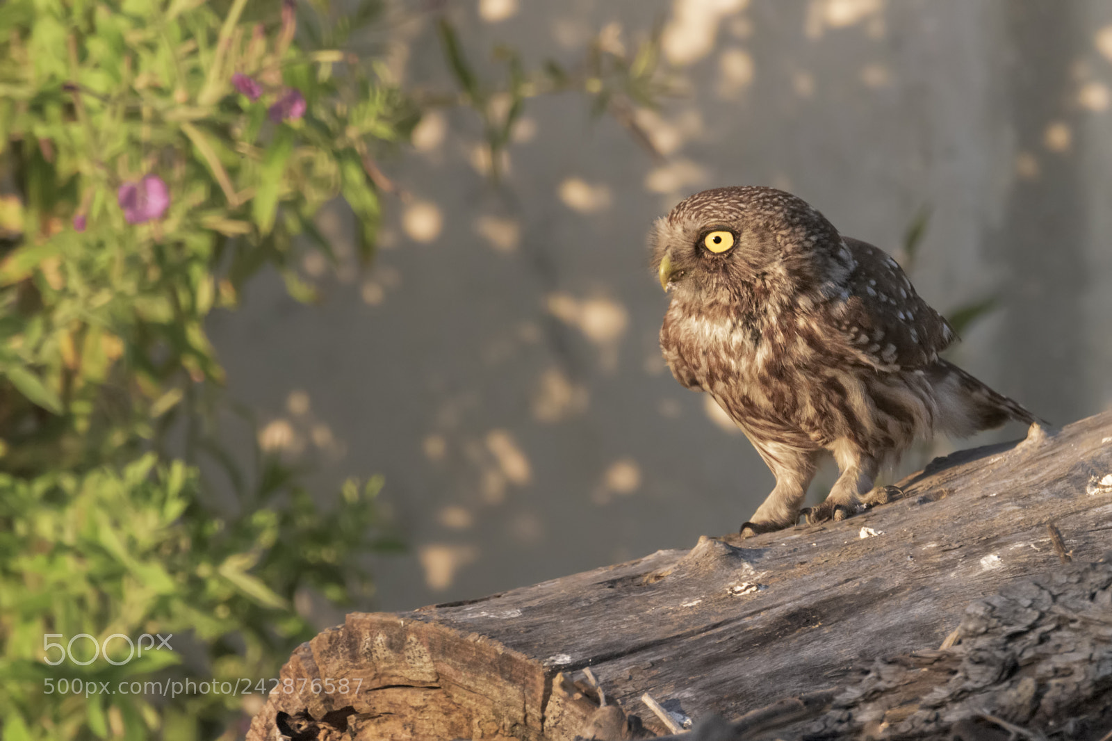 Nikon D810 sample photo. Little owl photography