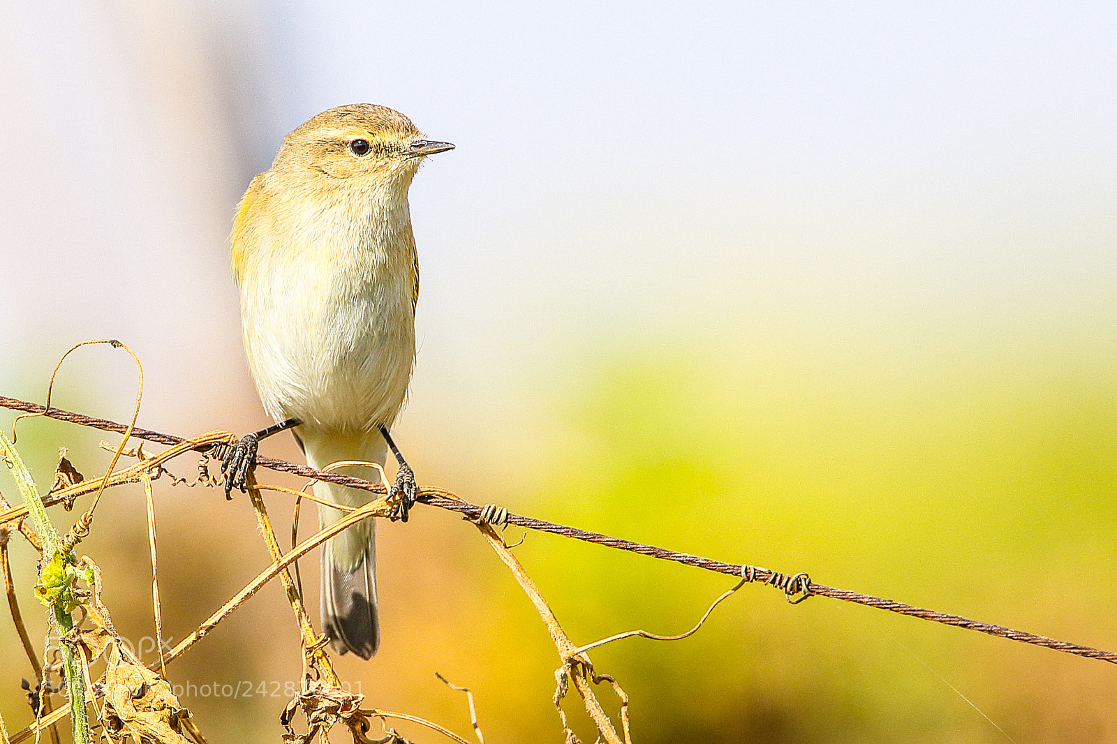 Canon EOS 7D Mark II sample photo. Common chiffchaff photography