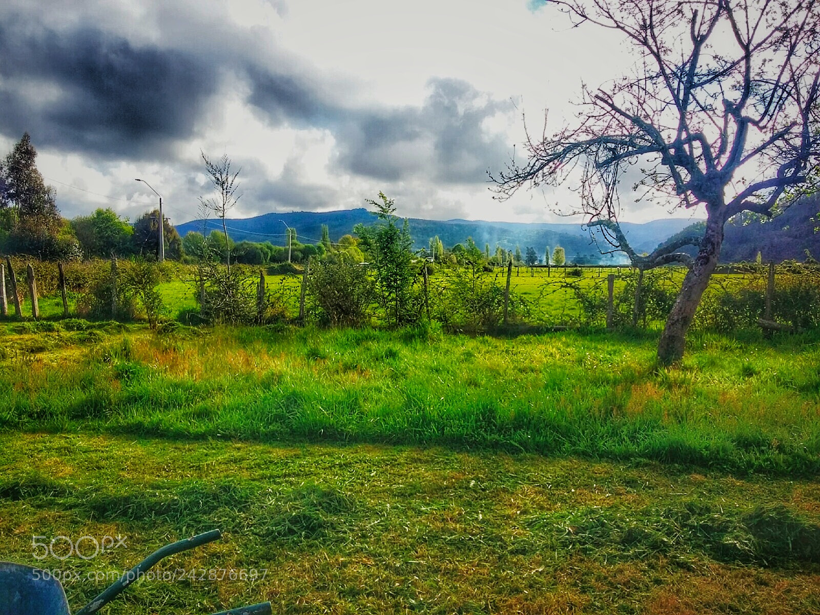 Samsung Galaxy Grand Prime sample photo. Green photography