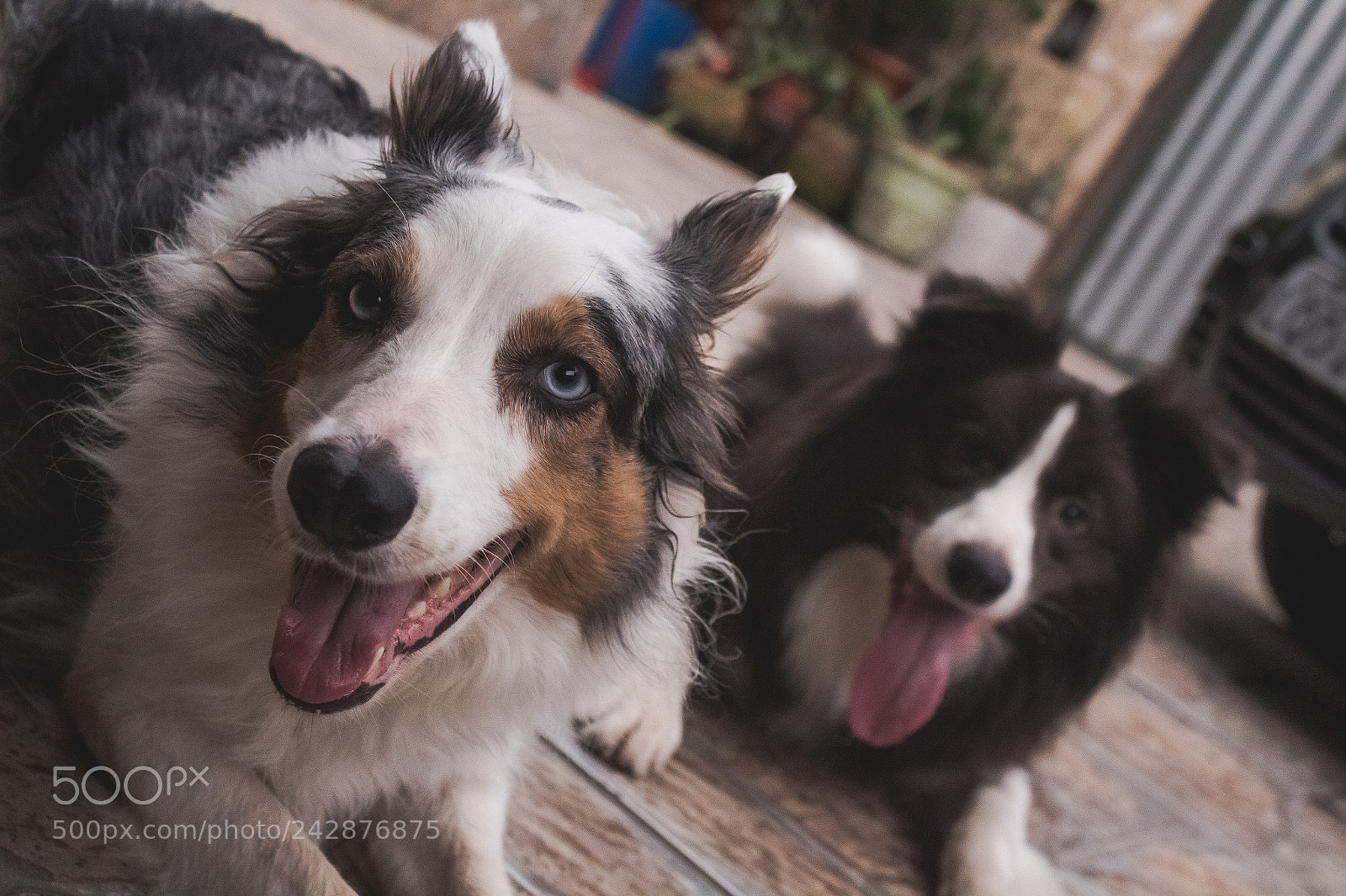 Canon EOS 1300D (EOS Rebel T6 / EOS Kiss X80) sample photo. Suki and ace photography