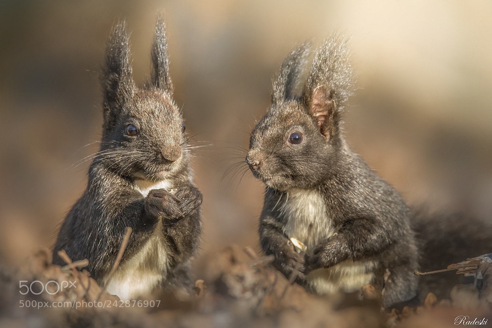Nikon D800E sample photo. Cute squirrels photography