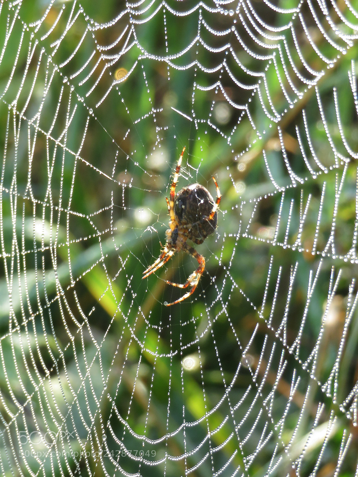 Canon PowerShot SX720 HS sample photo. Untitled photography