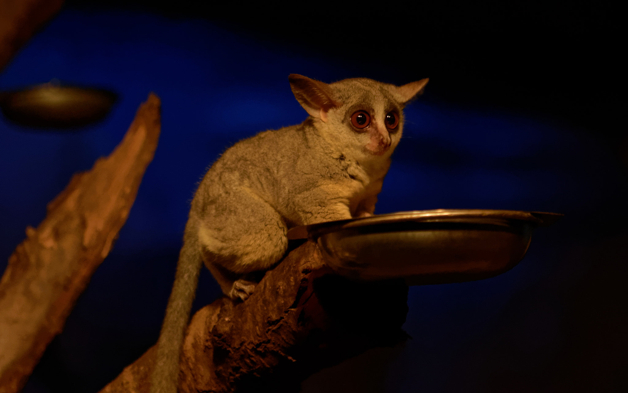 Canon EF 70-200mm F4L IS USM sample photo. Berlin zoo: senegal bushbaby photography