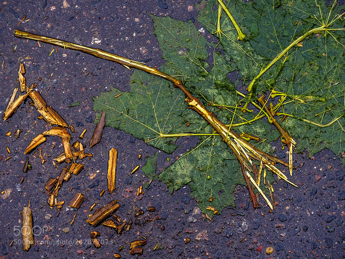 Olympus OM-D E-M10 sample photo. Herbarium botany-maniac photography