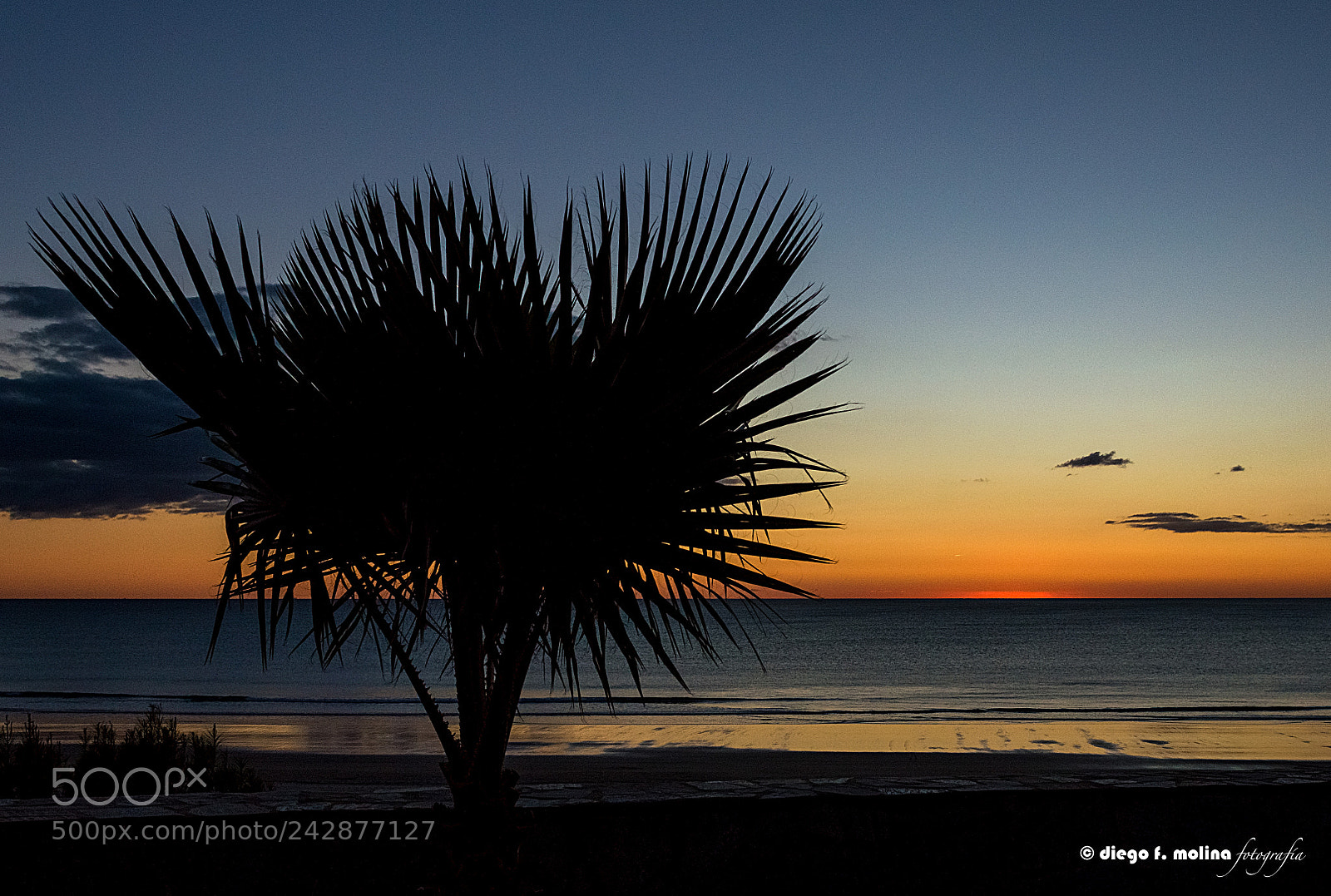 Nikon D3200 sample photo. Ocaso con palmera photography