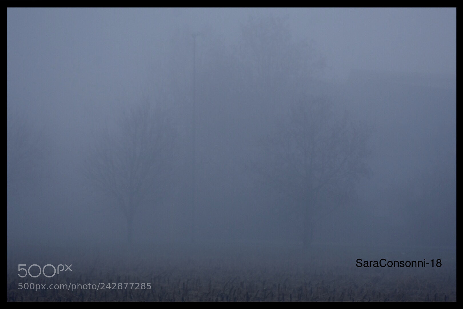 Nikon D7200 sample photo. Nebbia fitta photography