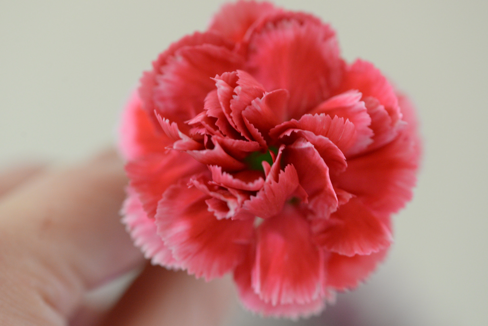 Sigma 105mm F2.8 EX DG OS HSM sample photo